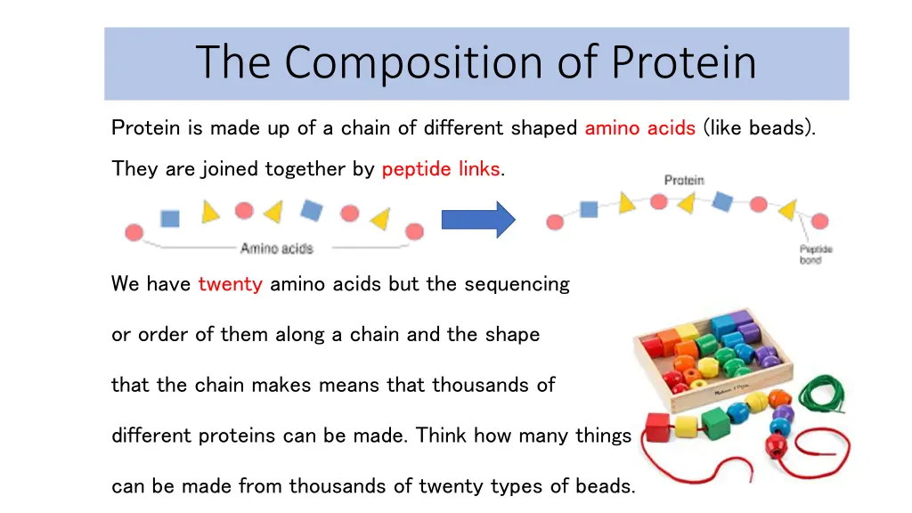 the composition of protein