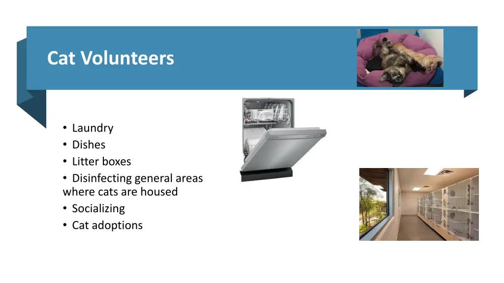 cat volunteers