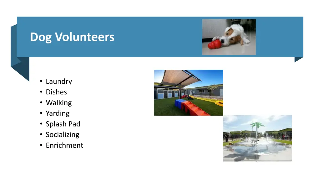dog volunteers
