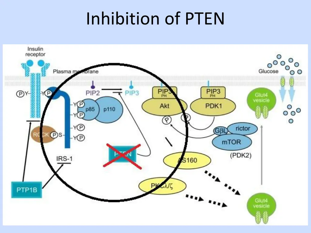 inhibition of pten