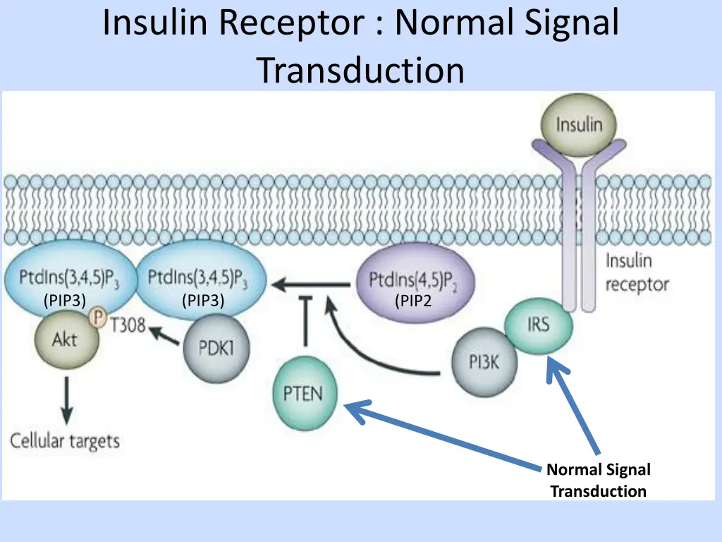 insulin receptor normal signal transduction