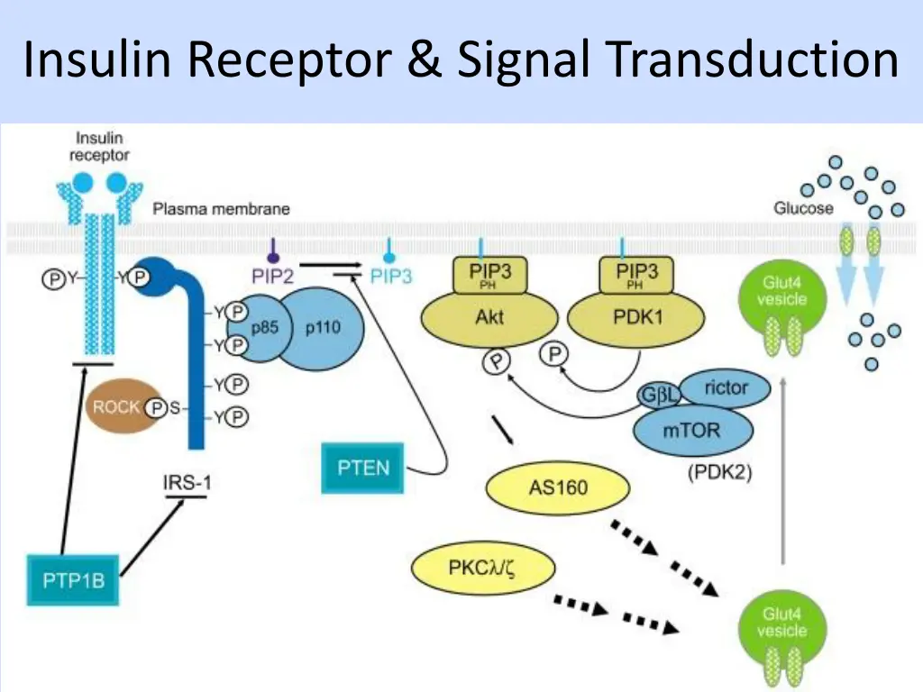 insulin receptor signal transduction