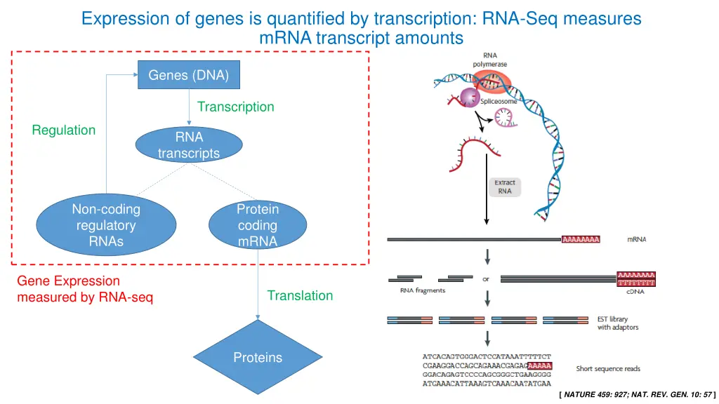 expression of genes is quantified