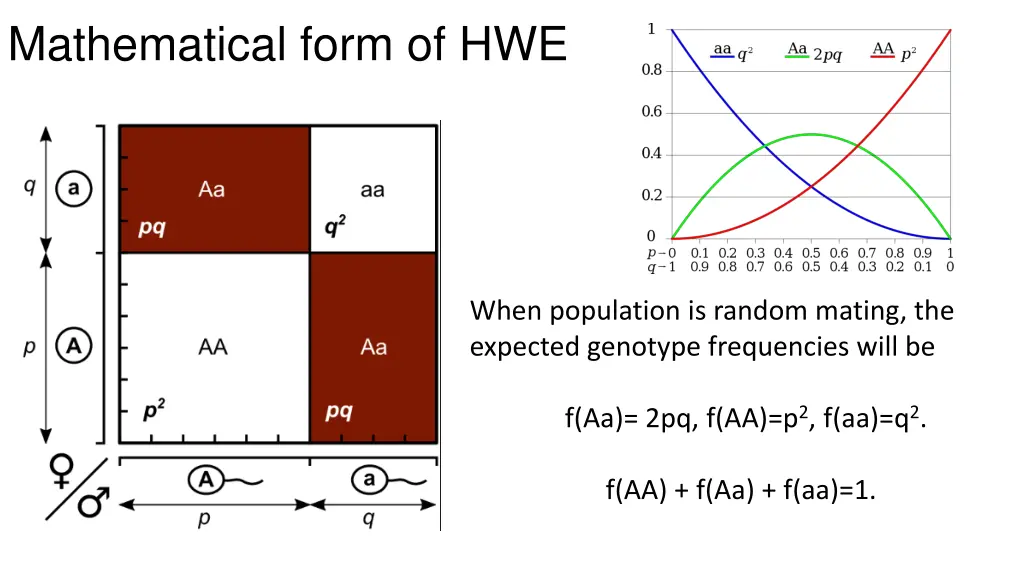 mathematical form of hwe