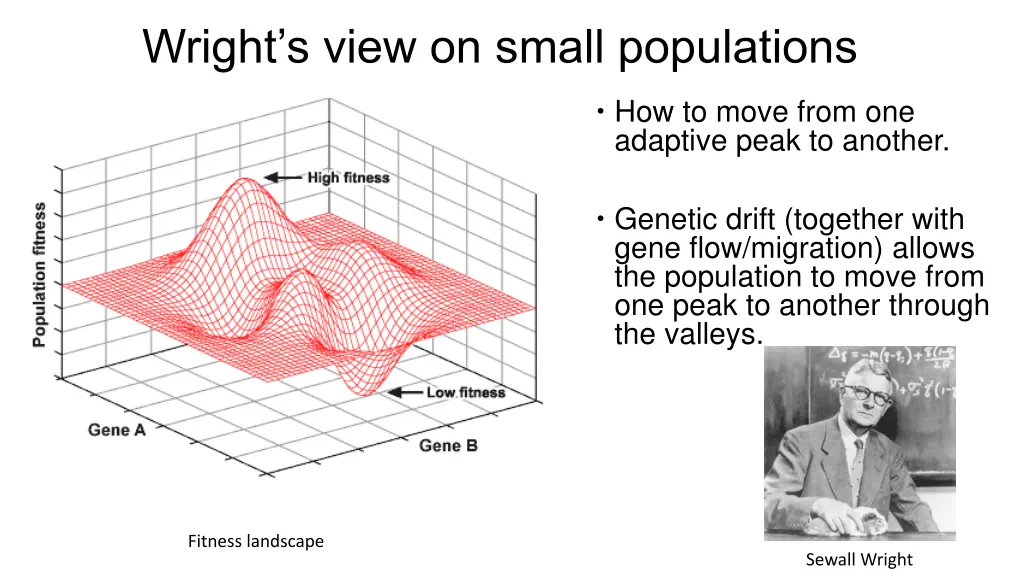 wright s view on small populations