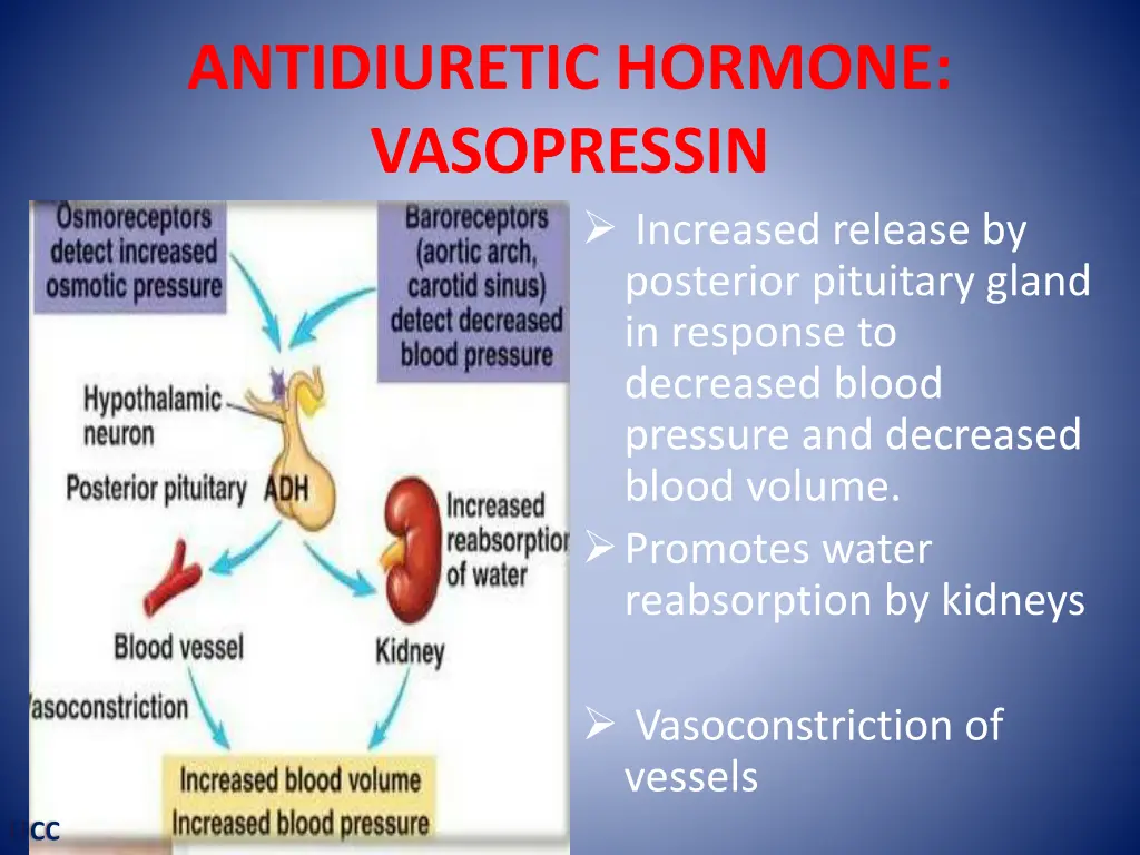antidiuretic hormone vasopressin