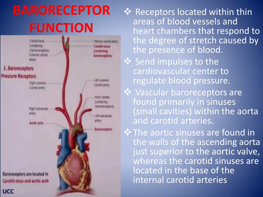 baroreceptor function