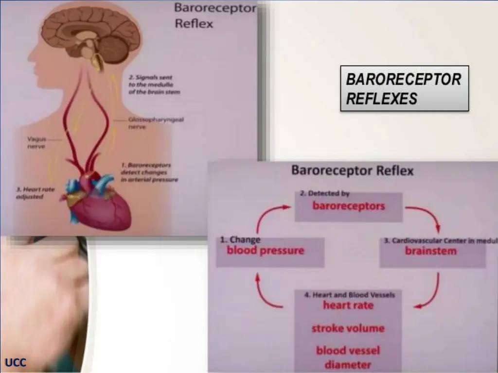baroreceptor reflexes