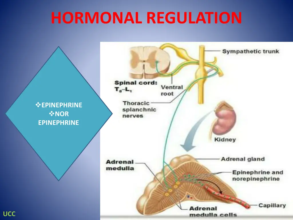 hormonal regulation