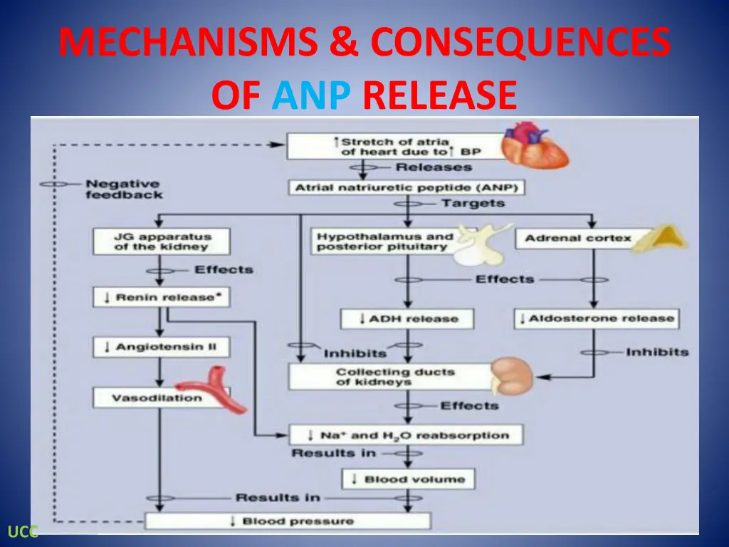 mechanisms consequences of anp release