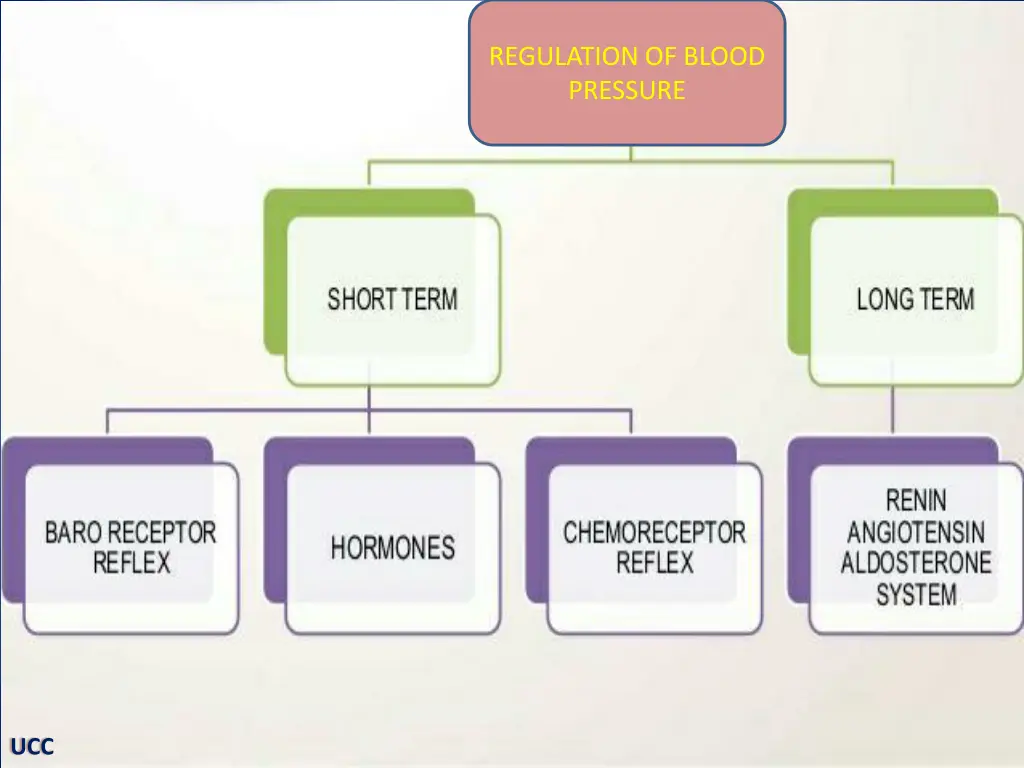 regulation of blood pressure