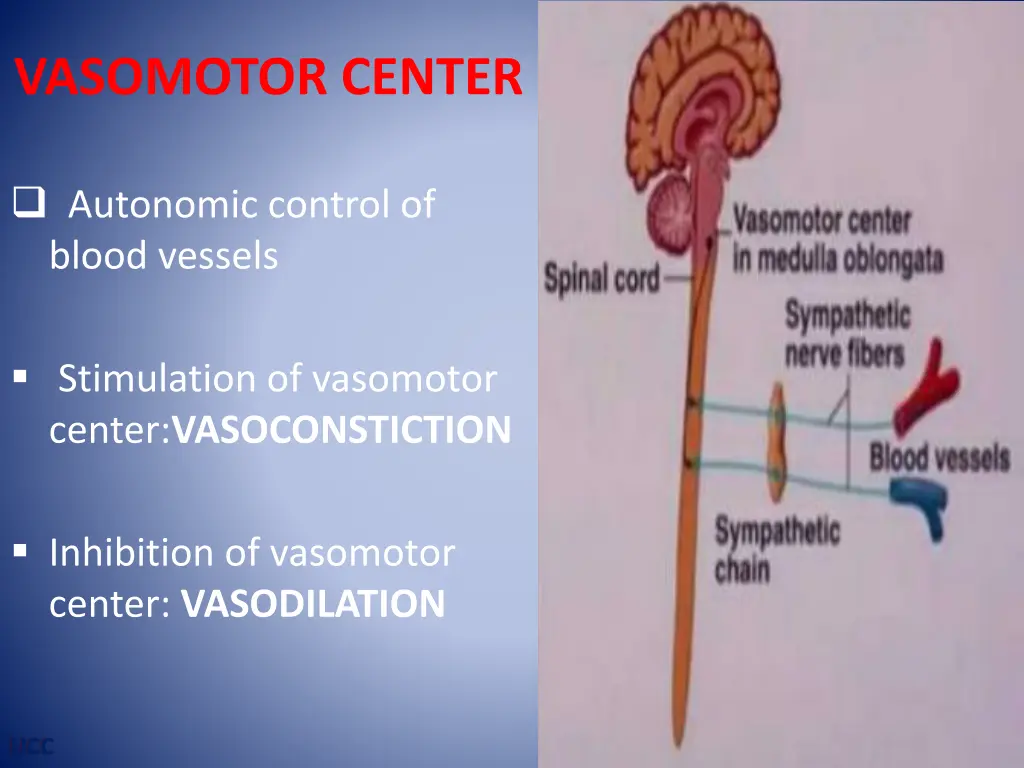 vasomotor center