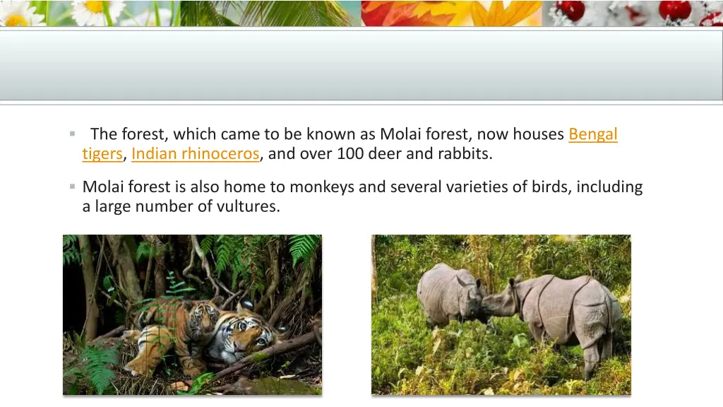 the forest which came to be known as molai forest
