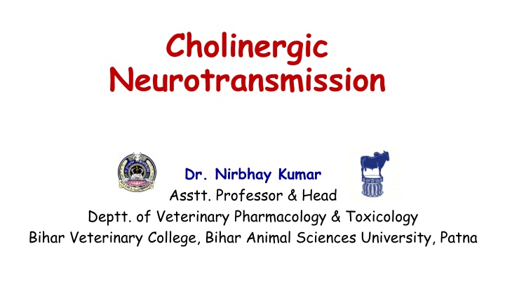 cholinergic neurotransmission