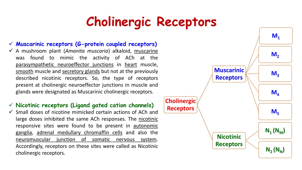 cholinergic receptors