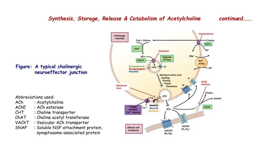synthesis storage release catabolism 2
