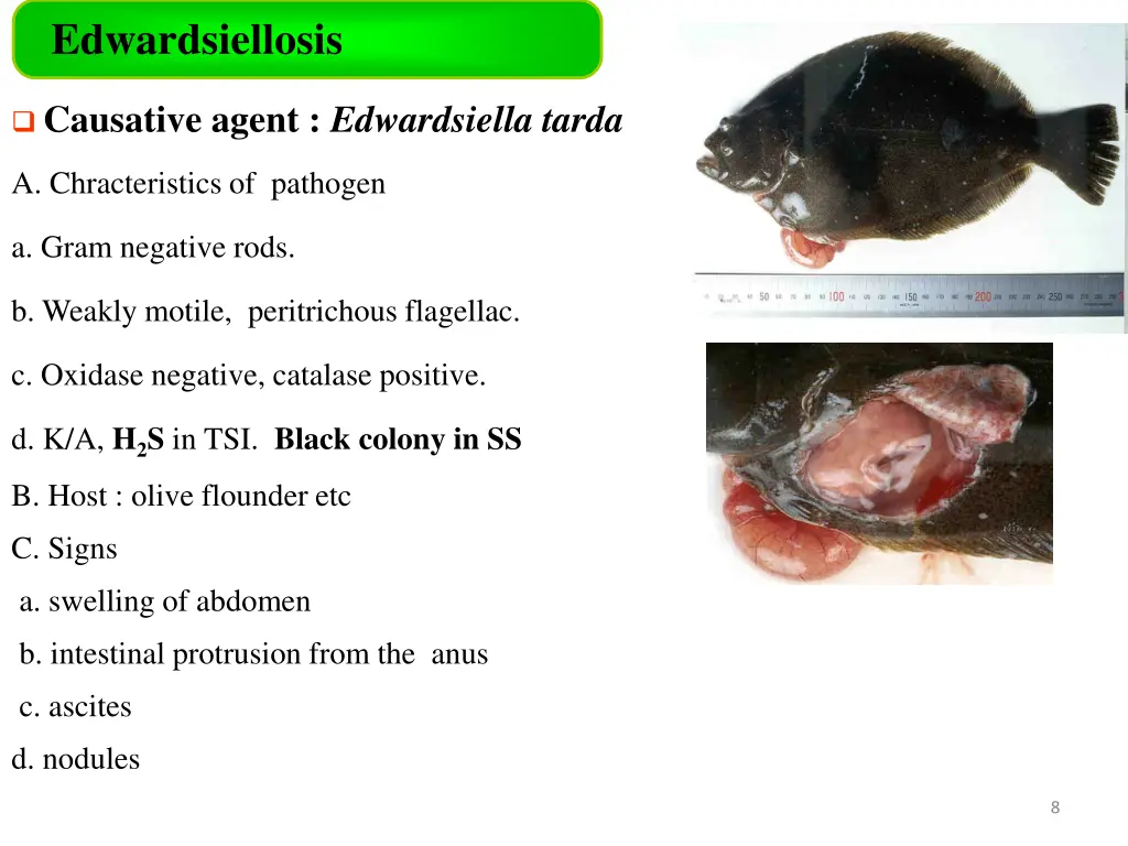 edwardsiellosis