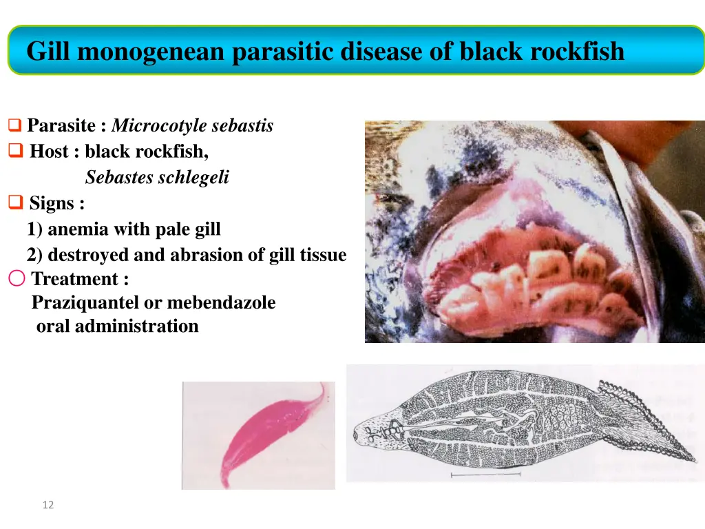 gill monogenean parasitic disease of black