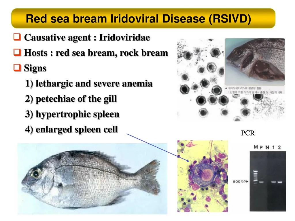 red sea bream iridoviral disease rsivd