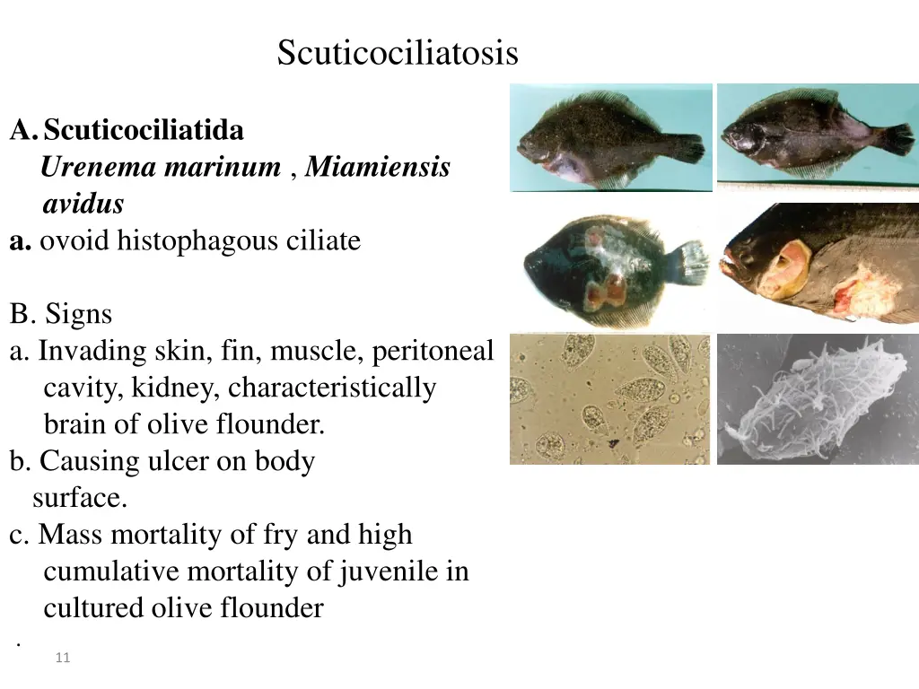 scuticociliatosis