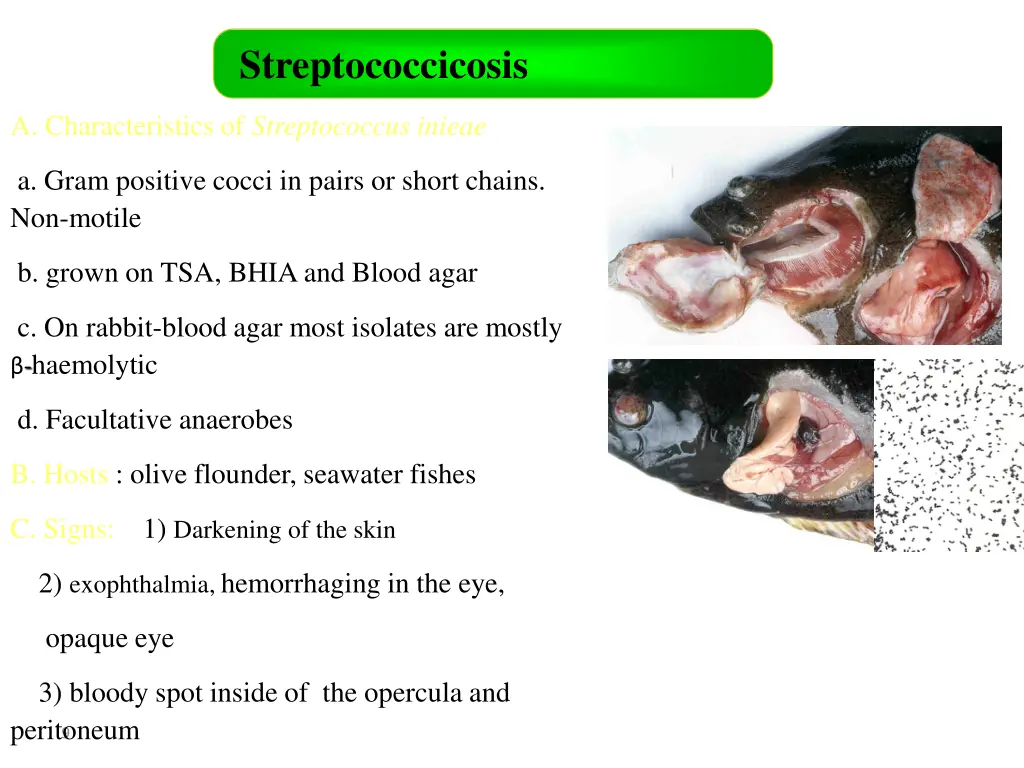 streptococcicosis