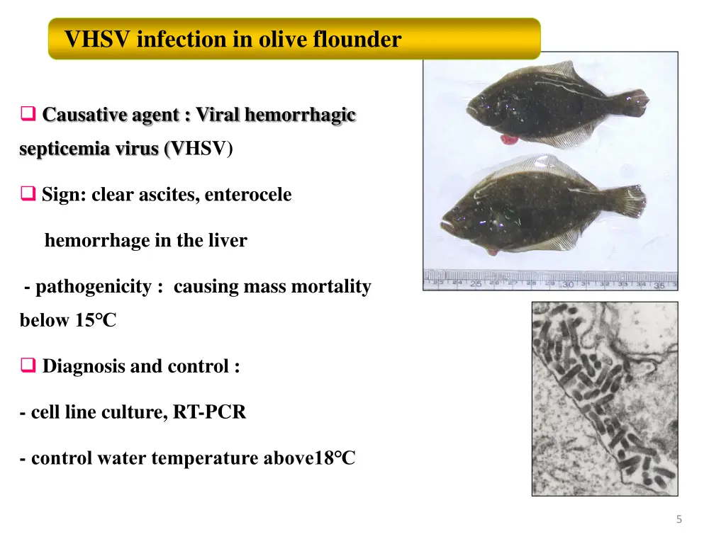 vhsv infection in olive flounder