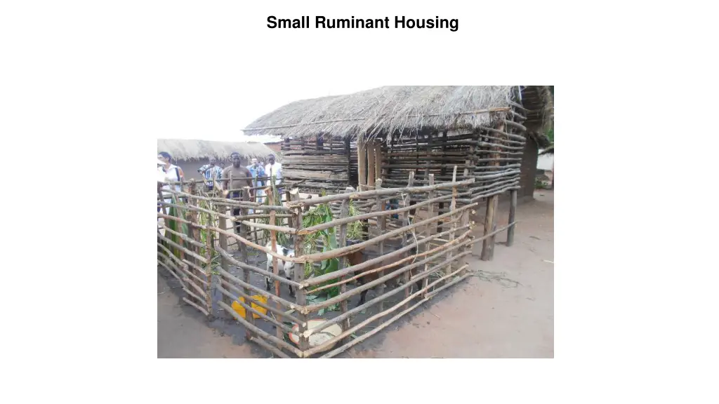 small ruminant housing
