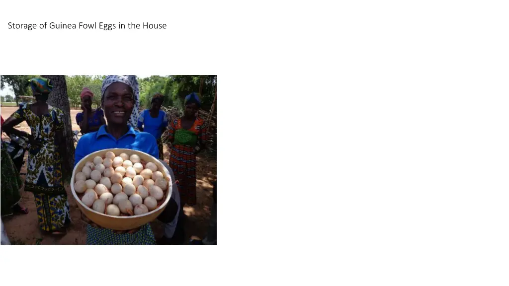 storage of guinea fowl eggs in the house