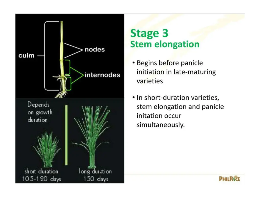 slide17