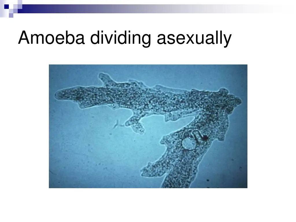 amoeba dividing asexually