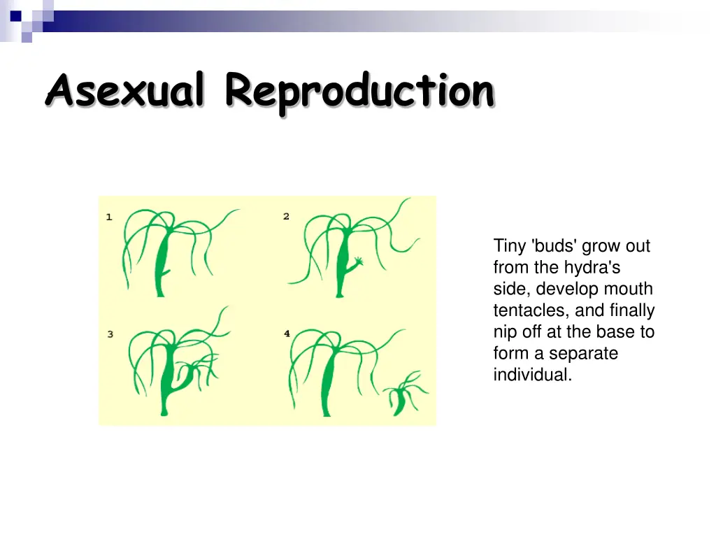 asexual reproduction