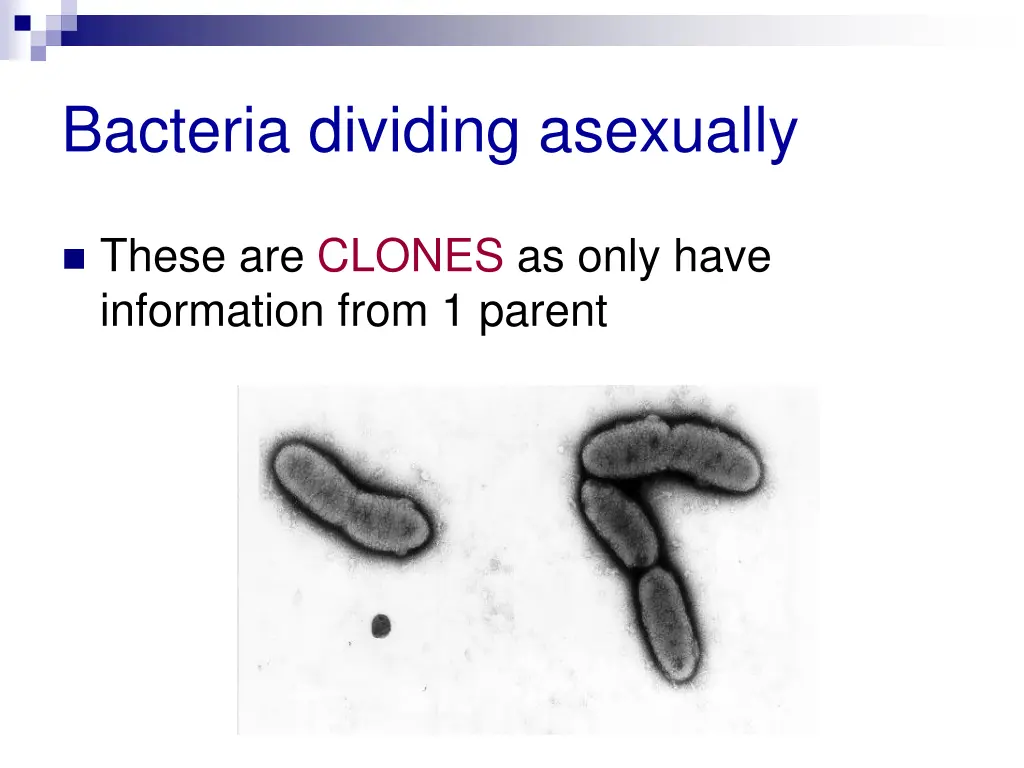 bacteria dividing asexually