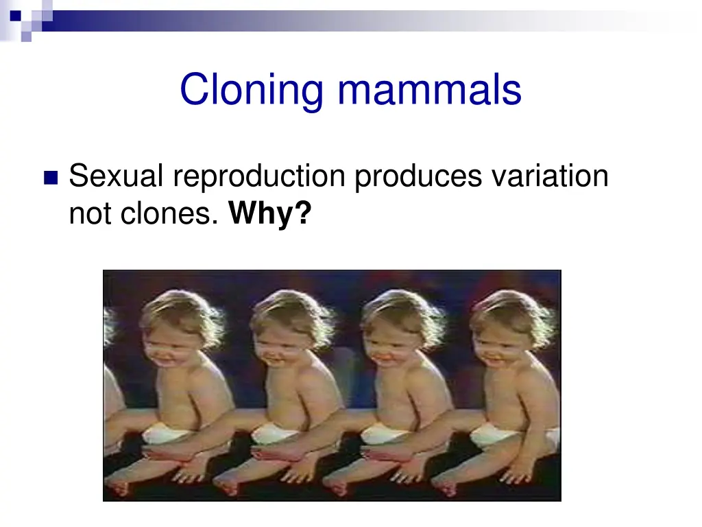 cloning mammals