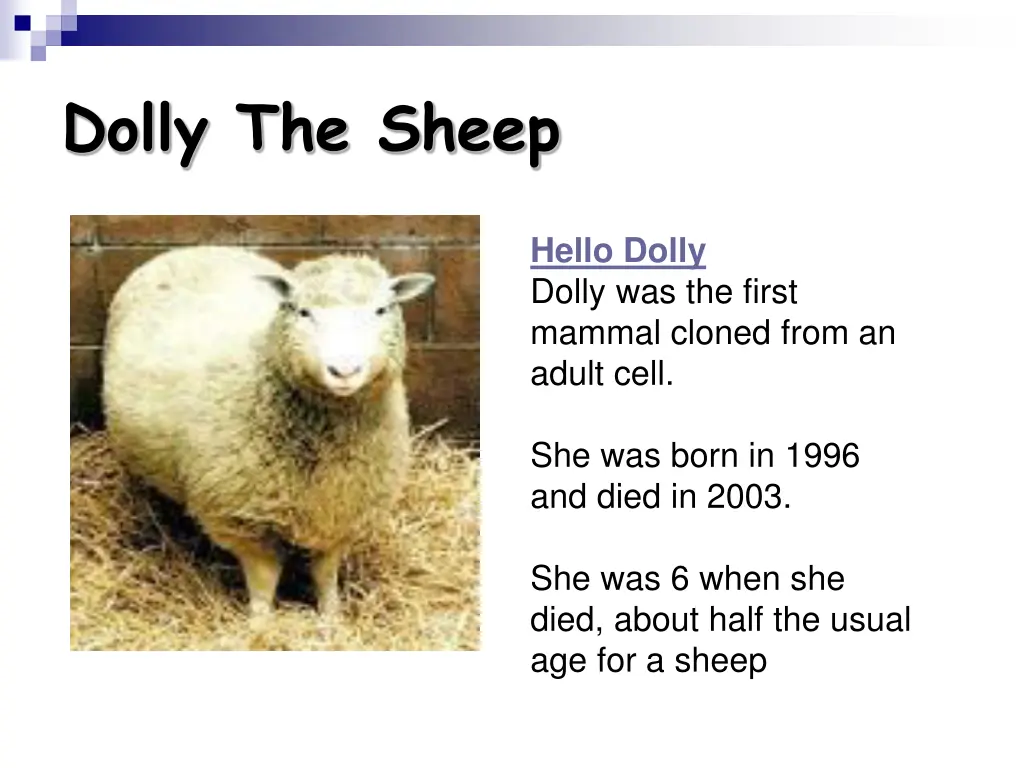 dolly the sheep