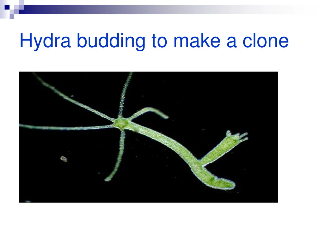 hydra budding to make a clone