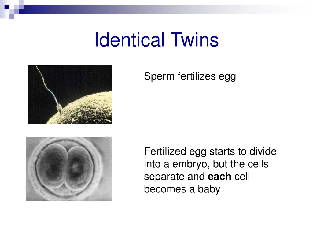 identical twins