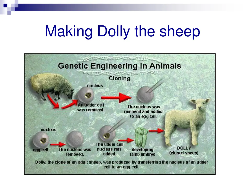 making dolly the sheep