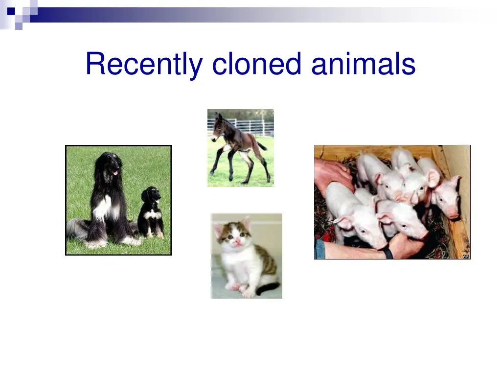 recently cloned animals