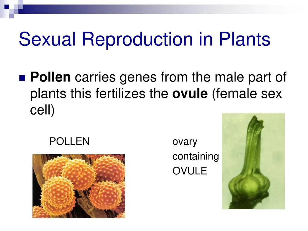 sexual reproduction in plants