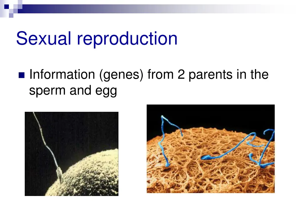 sexual reproduction