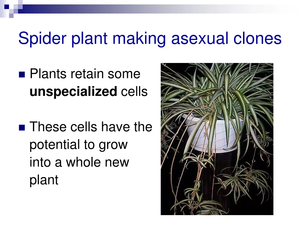 spider plant making asexual clones