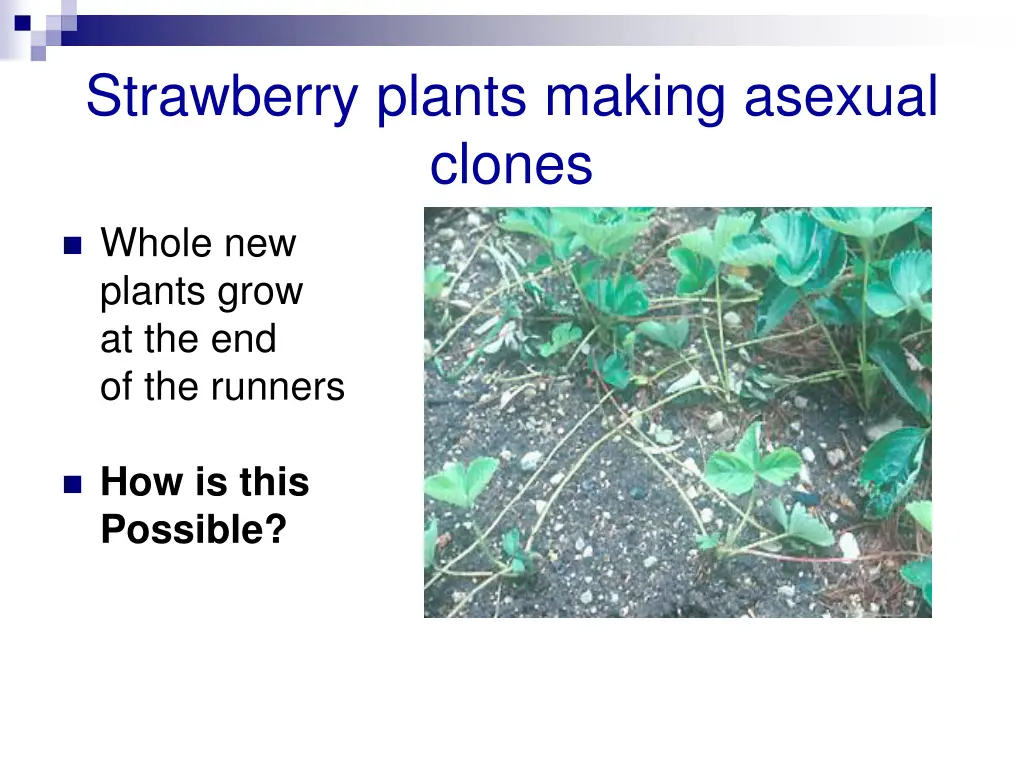 strawberry plants making asexual clones