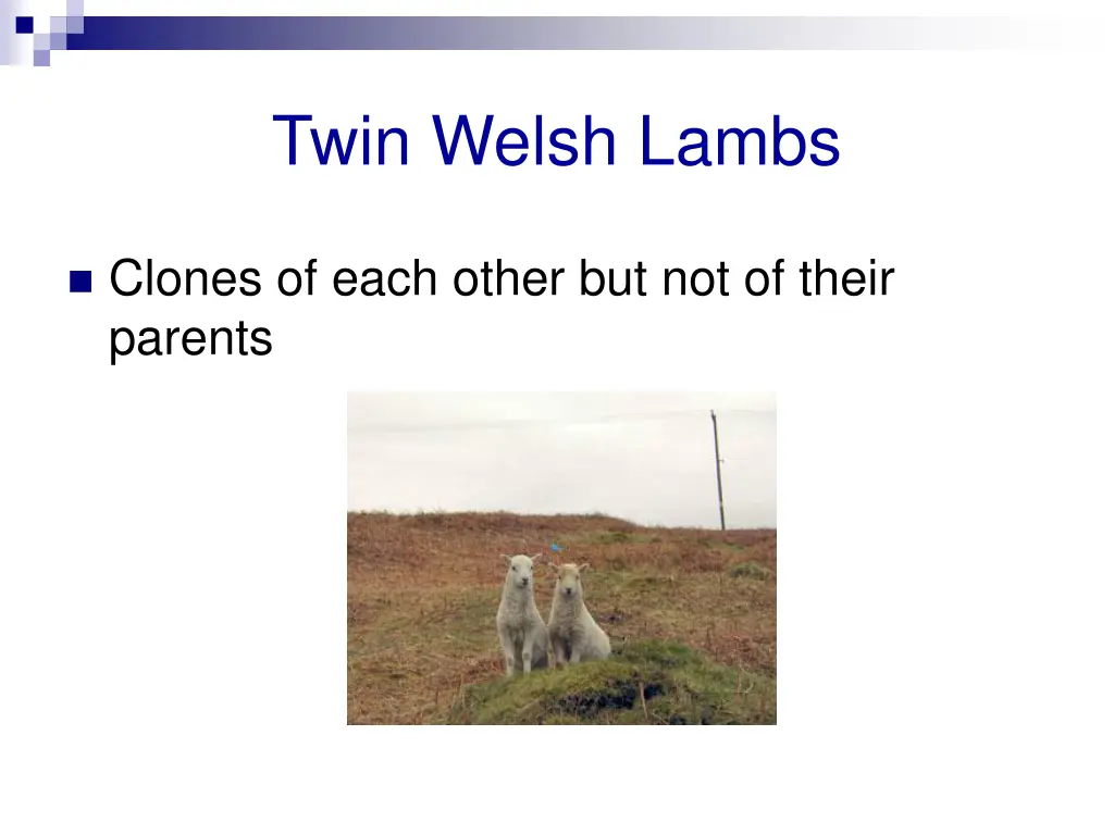 twin welsh lambs