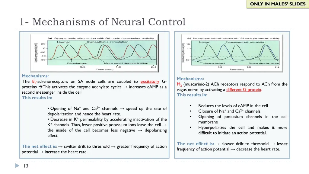 only in males slides 4