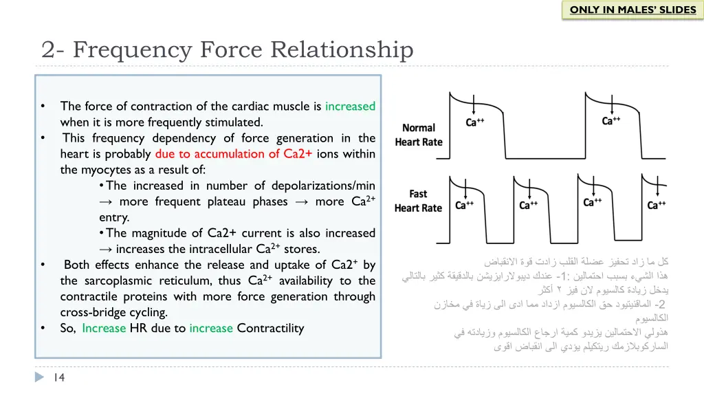only in males slides 5