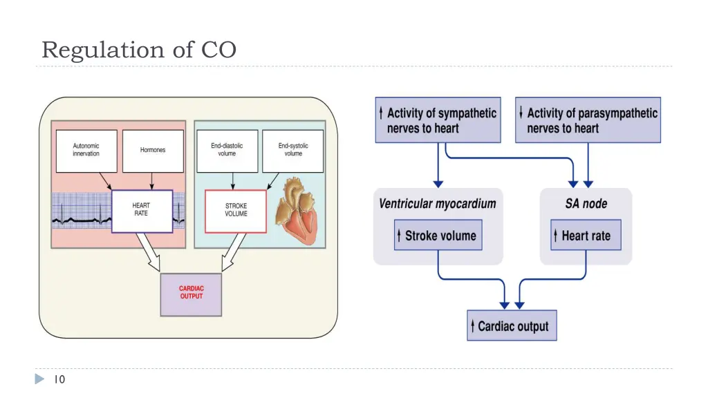 regulation of co