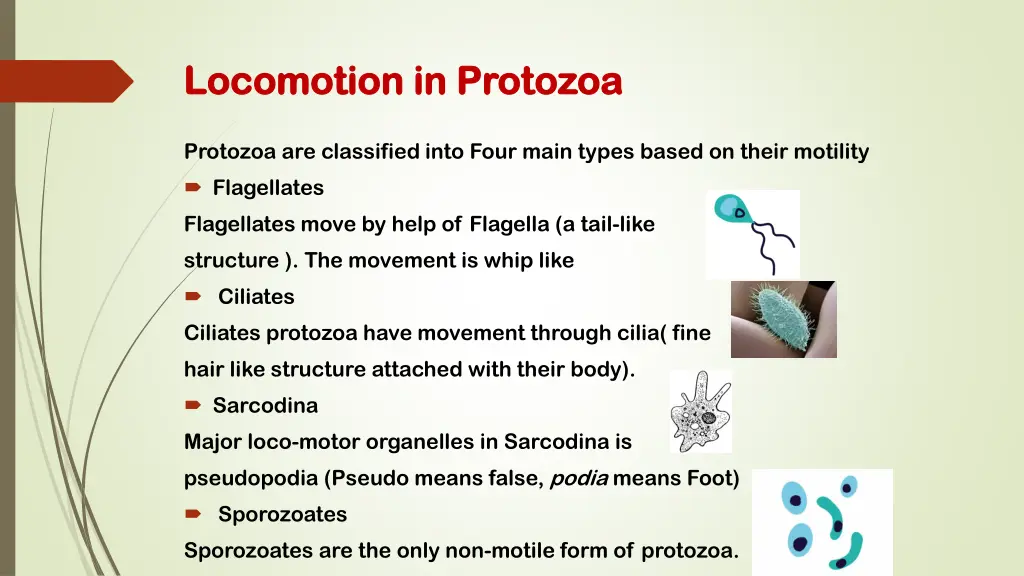 locomotion in protozoa locomotion in protozoa