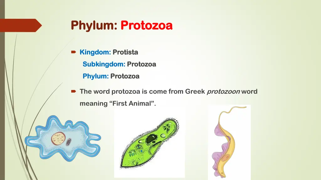 phylum phylum protozoa protozoa