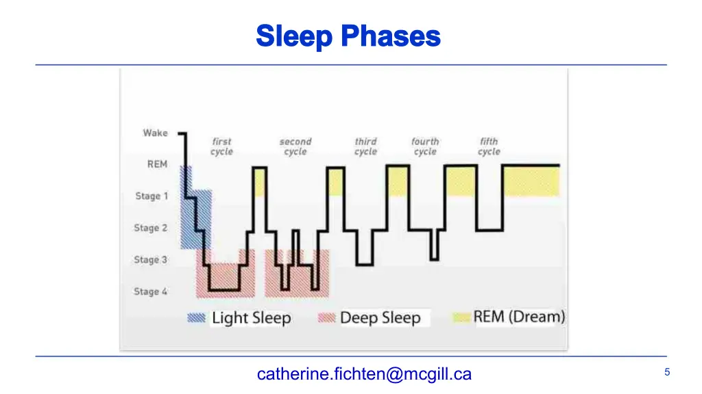 sleep phases sleep phases