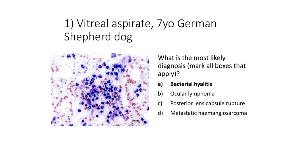 1 vitreal aspirate 7yo german shepherd dog